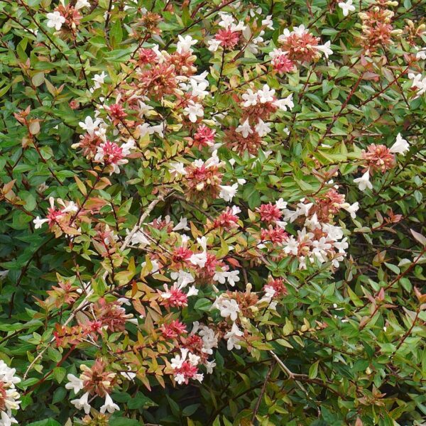 Abelia Little Richard bloom cluster