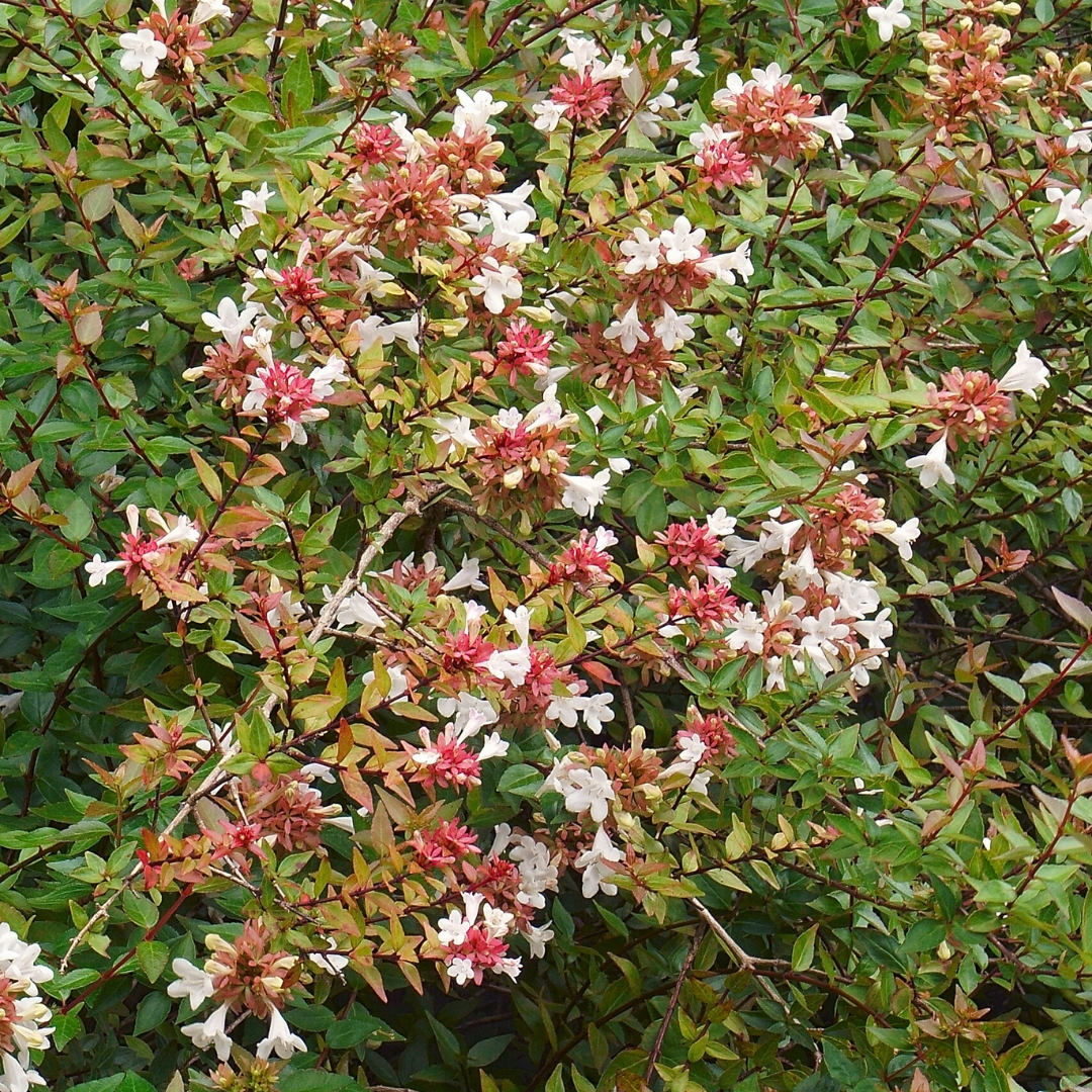 Abelia Little Richard bloom cluster