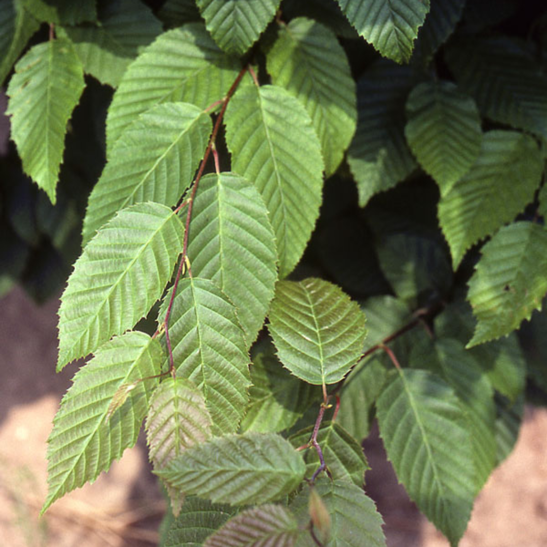 American Hornbeam foliage up close