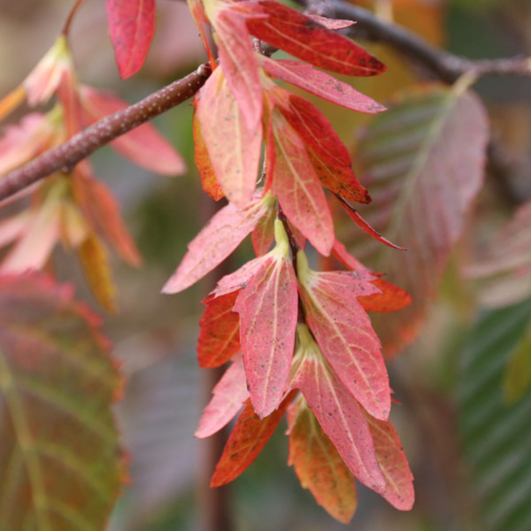 American Hornbeam fall foliage up close