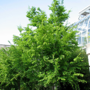 American Hornbeam