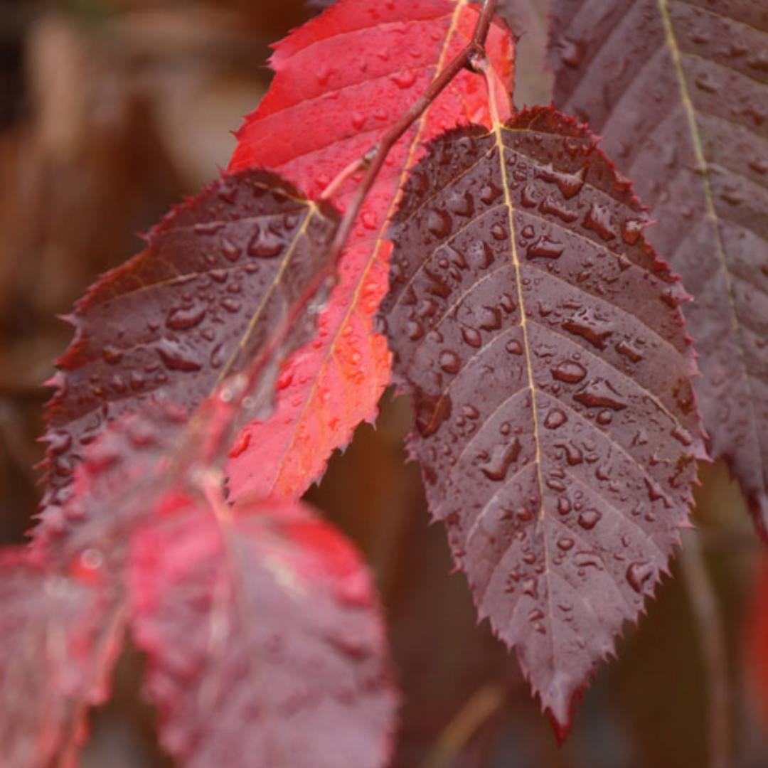 American Hornbeam fall foliage