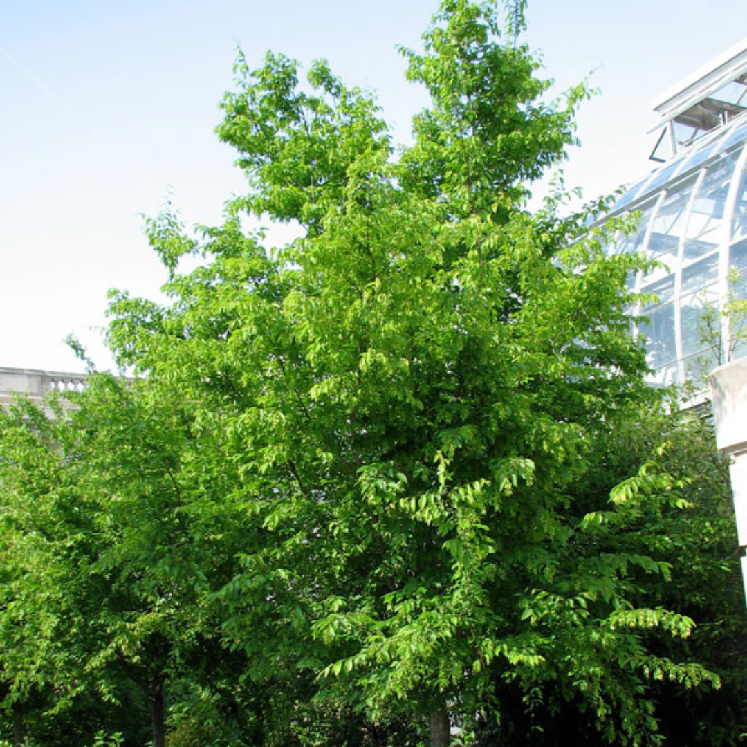 American Hornbeam in landscape