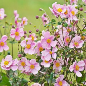 Anemone Robustissima