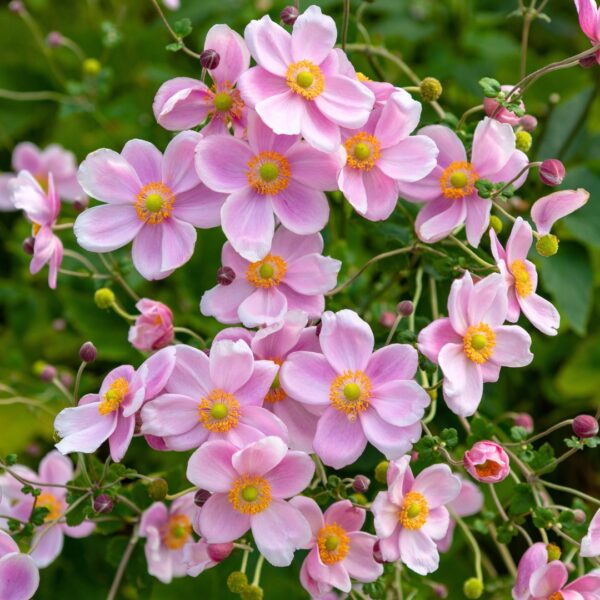 Anemone Robustissima flowers