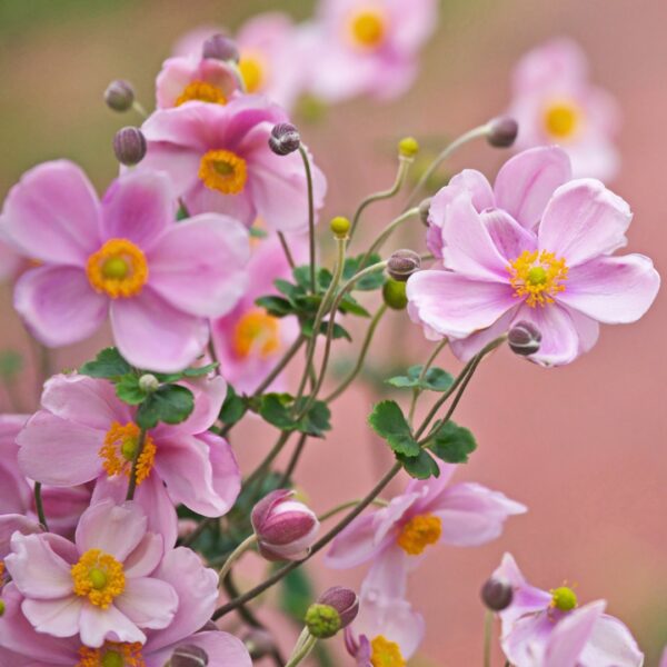 Anemone Robustissima blooms