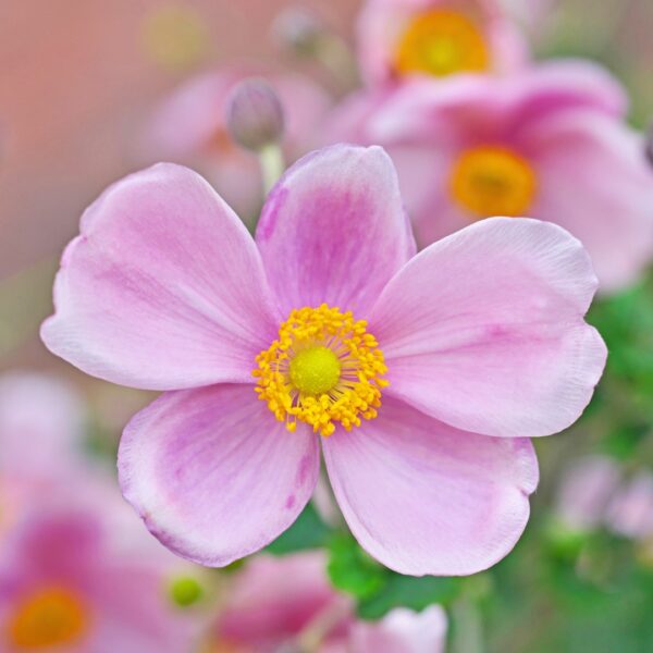Anemone Robustissima flower up close