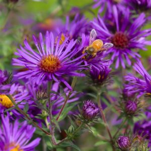 Aster Grape Crush