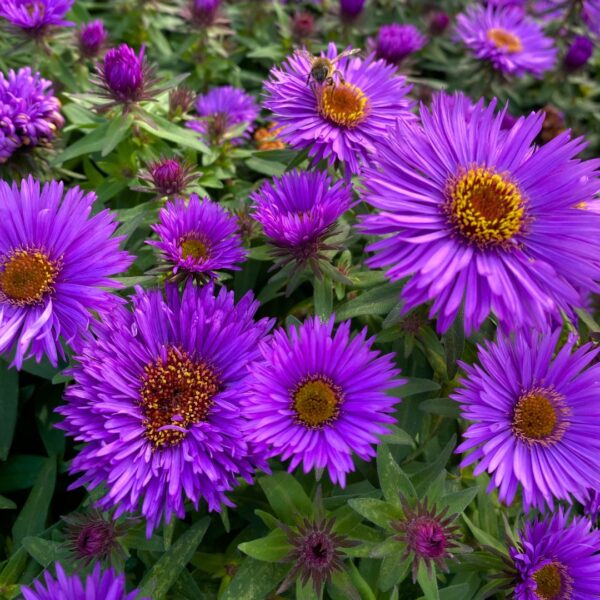 Aster Grape Crush flowers