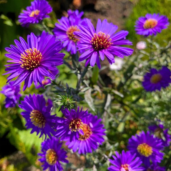 Aster Grape Crush blooms