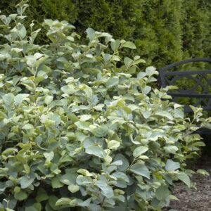 Blue Shadow Fothergilla