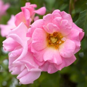 Blushing Drift Rose