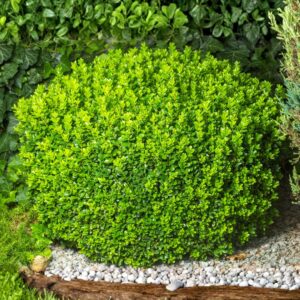 Boxwood Baby Gem