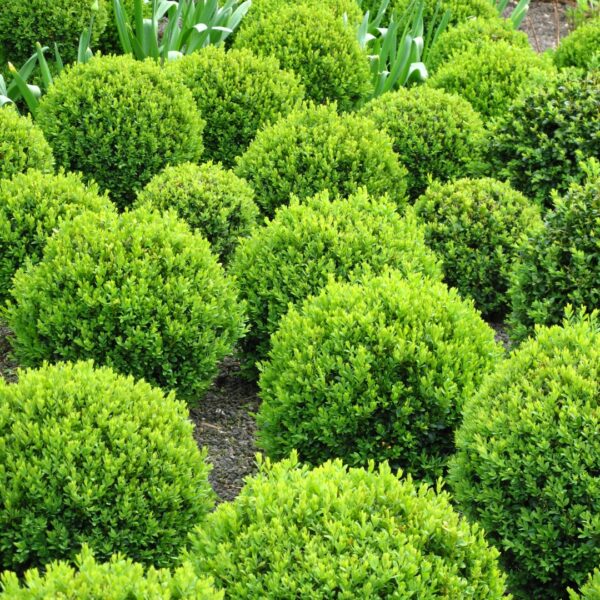 group of Boxwood Baby Gems