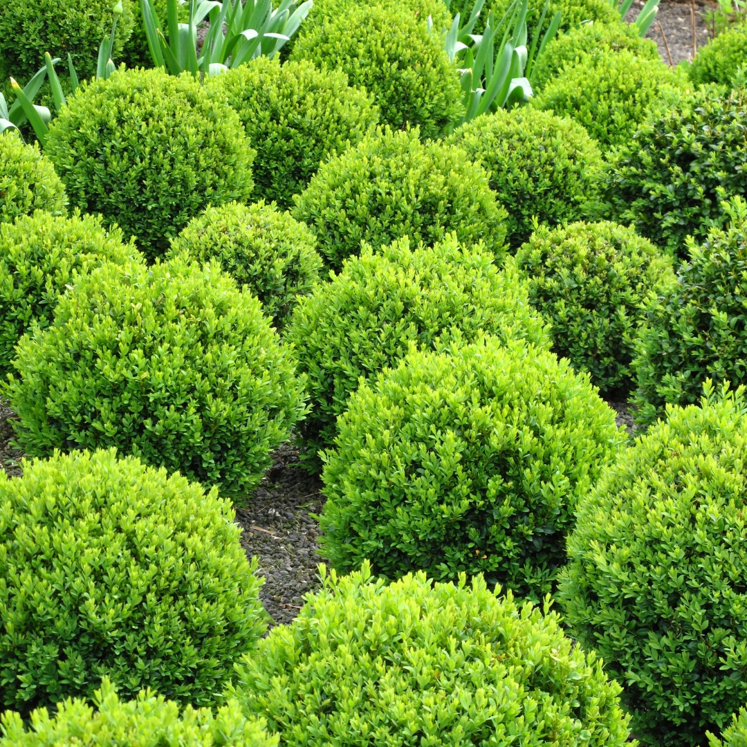 group of Boxwood Baby Gems