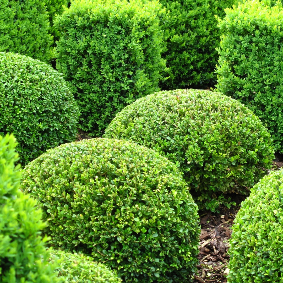 Boxwood Baby Gem pair