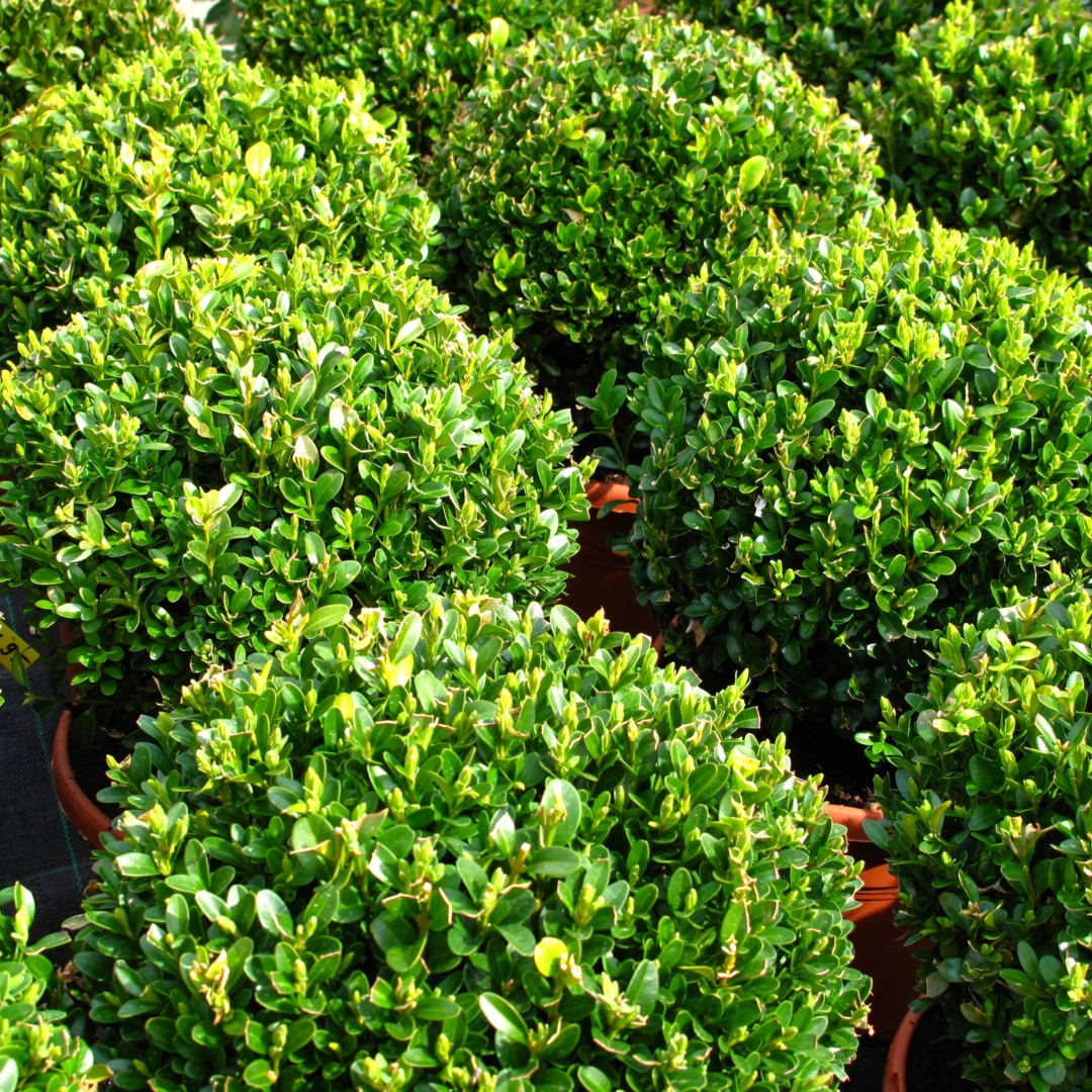 Boxwood Baby Gem in a pot