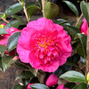 Alabama Beauty Camellia