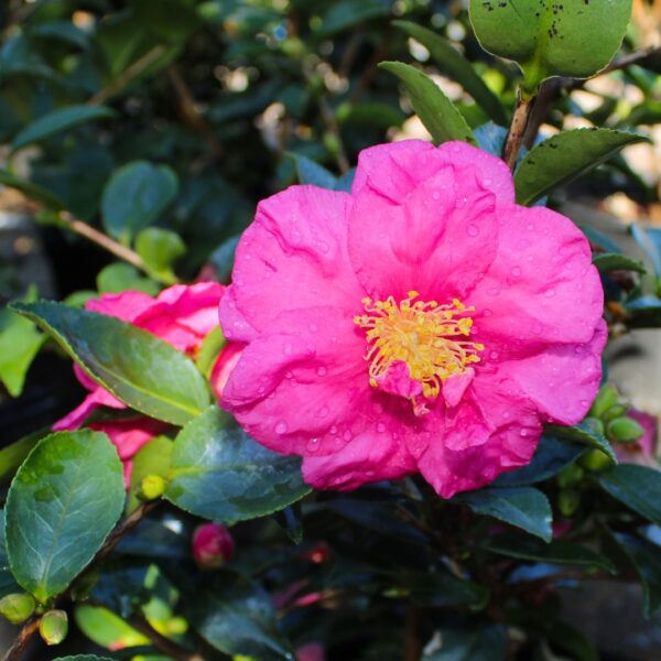 Camellia Alabama Beauty flower
