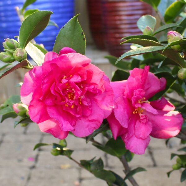 Camellia Alabama Beauty group of flowers