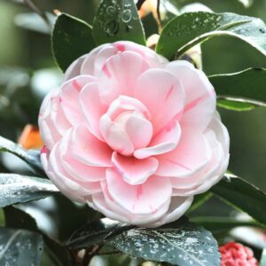 Camellia April Dawn
