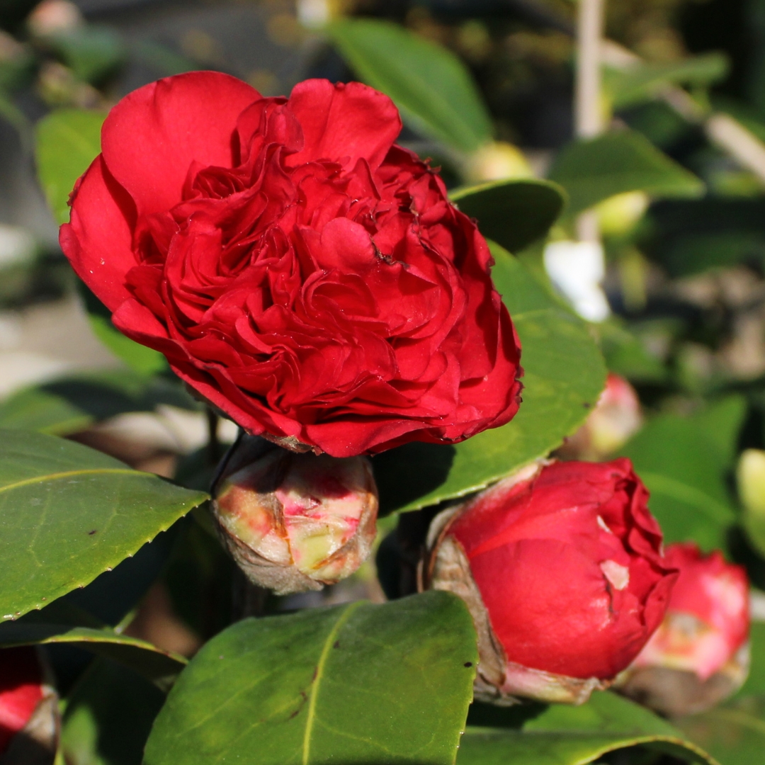 Camellia April Tryst flowers