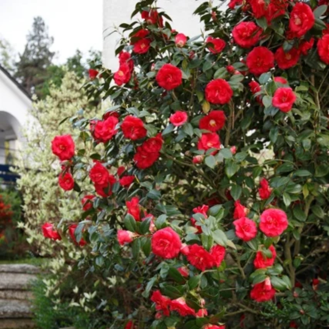 Camellia April Tryst shrub
