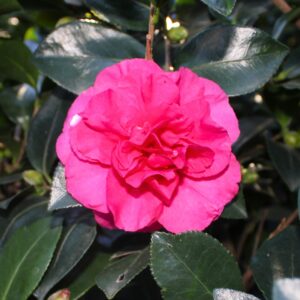 Bonanza Camellia