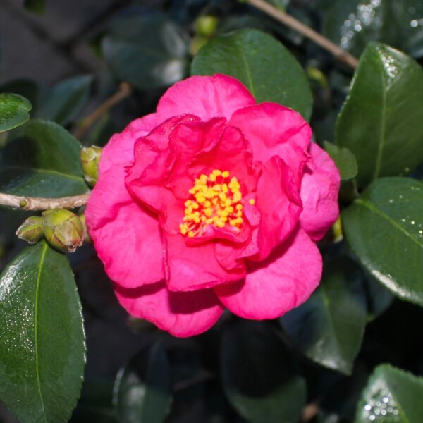 Camellia Bonanza in full bloom