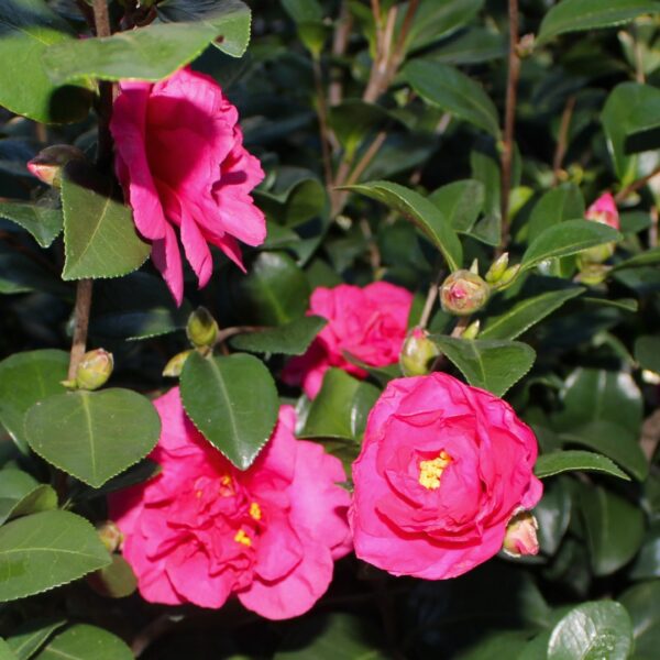 Camellia Bonanza flower cluster