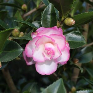 Leslie Ann Camellia