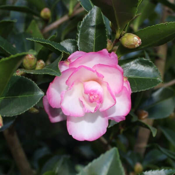 Camellia Leslie Ann