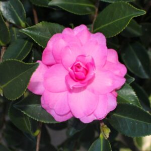 Shishi Gashira Camellia