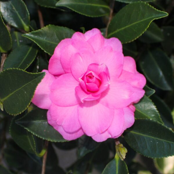 Camellia ShiShi Gashira