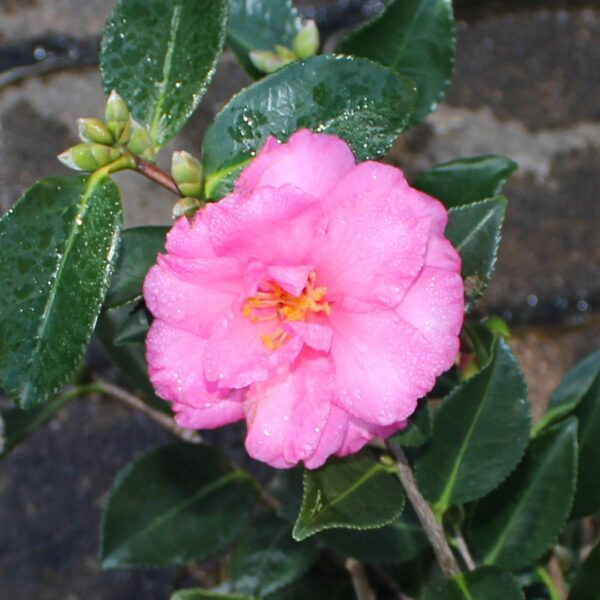 Camellia ShiShi Gashira in full bloom