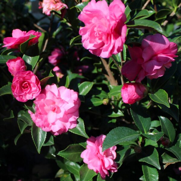 Camellia ShiShi Gashira flowers