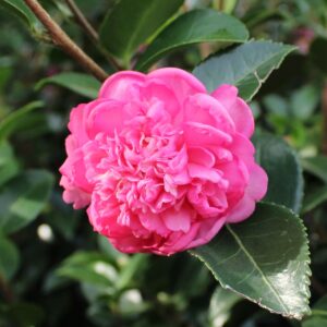 Winter's Joy Camellia