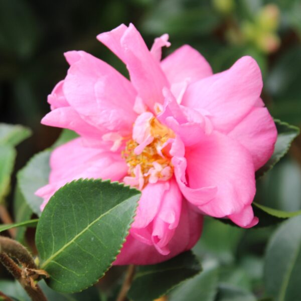Camellia Winter's Joy full bloom