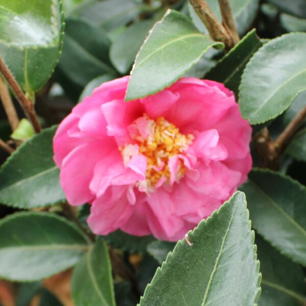 Camellia Winter's Joy opening up