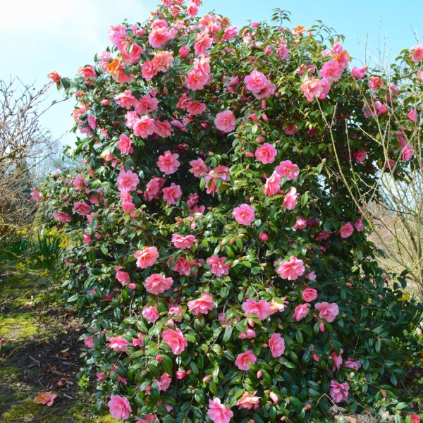 Camellia Winter's Joy shrub