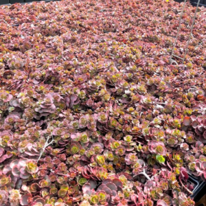 Caucasian Stonecrop