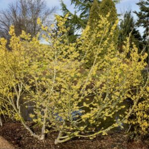 Witch Hazel