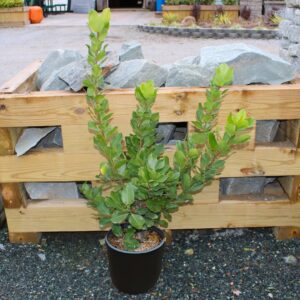 Crestwood Bay Laurel