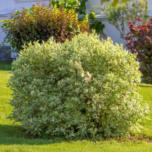 Dogwood Ivory Halo