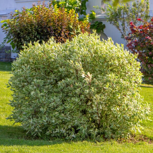 Dogwood Ivory Halo shrub