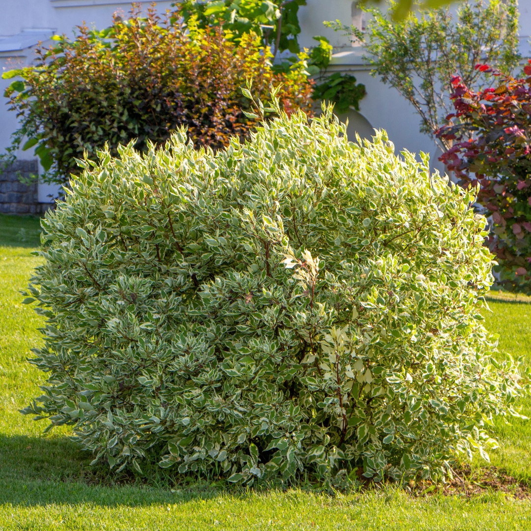 Dogwood Ivory Halo shrub