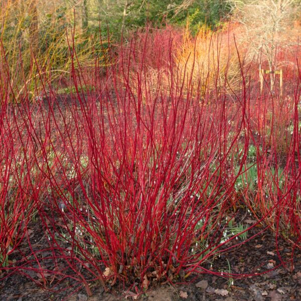 Dogwood Ivory Halo winter