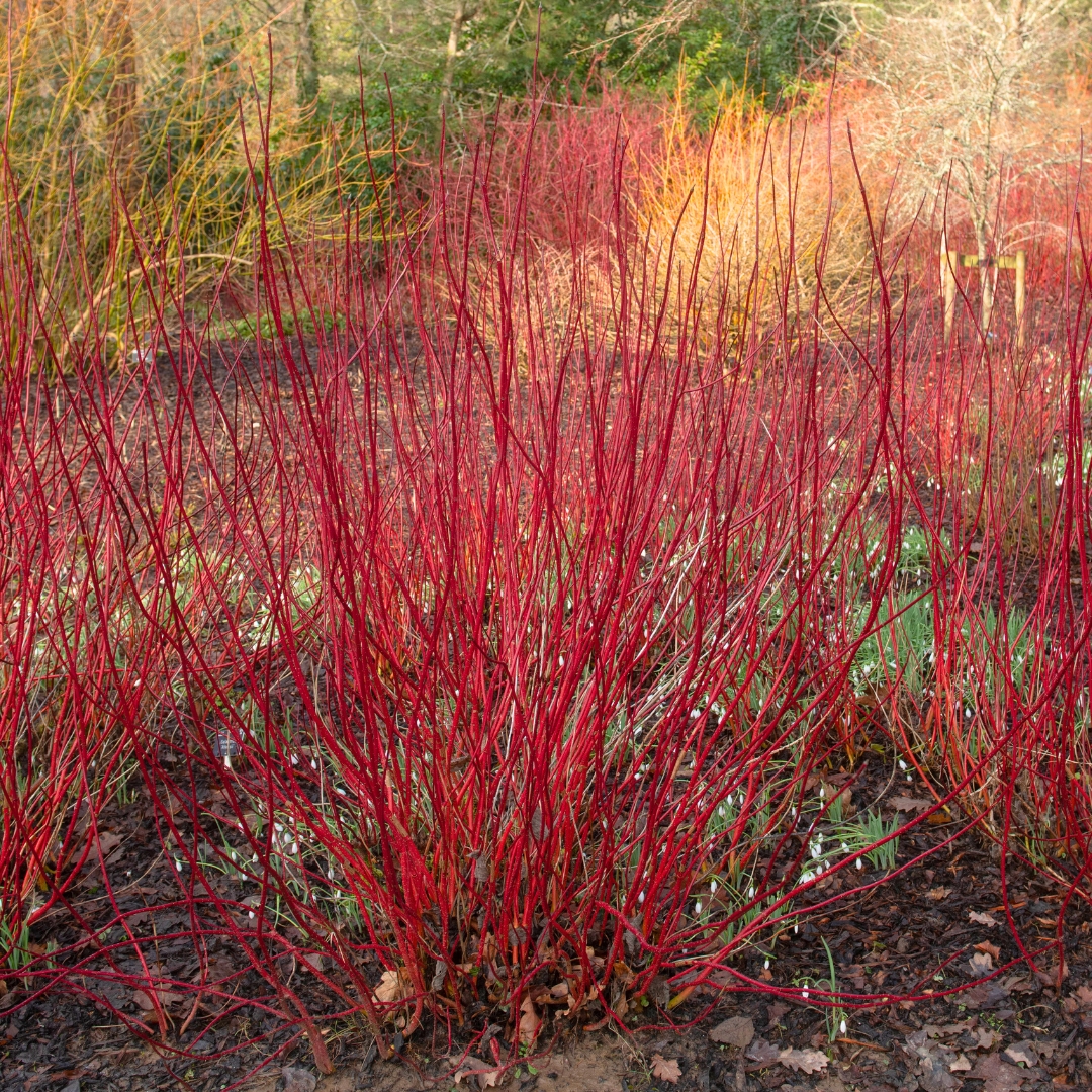 Dogwood Ivory Halo winter
