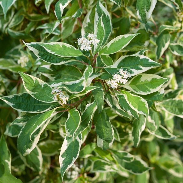 Dogwood Ivory Halo flowers