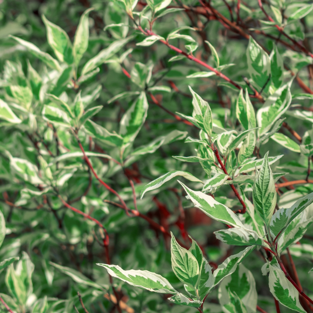 Dogwood Ivory Halo foliage